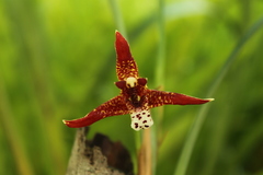 Maxillaria tenuifolia
