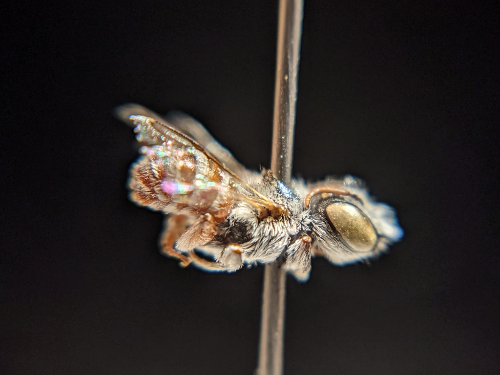 Cubitognatha