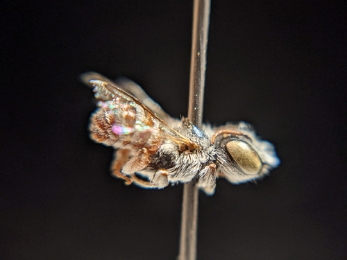 Subgenus Cubitognatha · iNaturalist