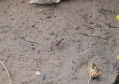 Cicindela sommeri