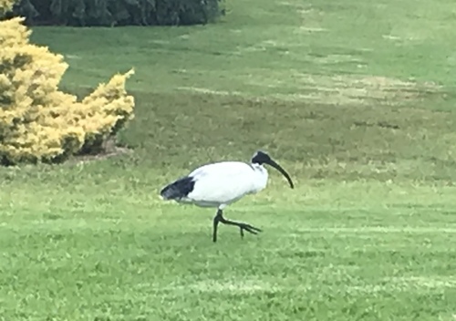 Threskiornis molucca