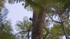 Melanerpes