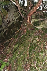 Nothofagus cunninghamii