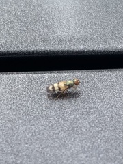 Chaetopsis massyla
