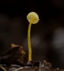 Mycena chusqueophila
