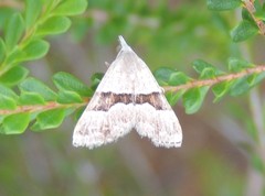 Dichromodes mesotoma