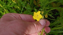 Lysimachia quadriflora