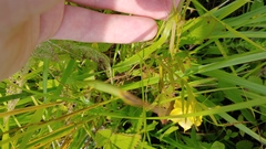 Lysimachia quadriflora