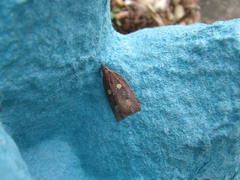 Planotortrix