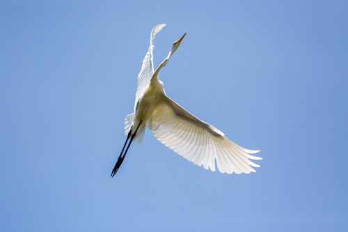 Great Egret photographed in Tennessee