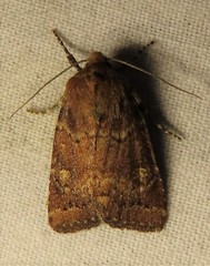 Pseudorthodes irrorata