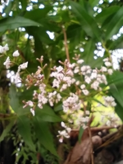 Aloysia citrodora