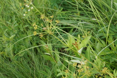 Polytaenia nuttallii
