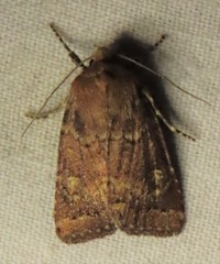 Pseudorthodes irrorata