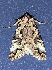 Syngrapha rectangula