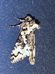 Syngrapha rectangula