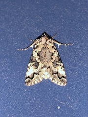 Syngrapha rectangula