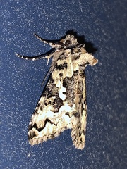 Syngrapha rectangula