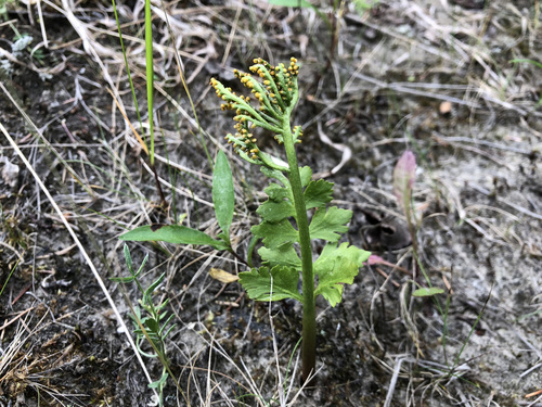 Image of Botrychium alaskense by (c) Jason Grant, some rights reserved (CC BY)