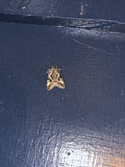 Syngrapha rectangula