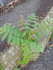 Ailanthus altissima