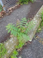 Ailanthus altissima