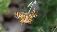 Phyciodes graphica