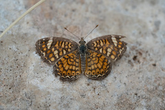 Phyciodes graphica