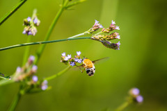 Heterostylum robustum