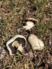 Agaricus crocodilinus