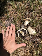Agaricus crocodilinus