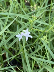 Stenaria nigricans