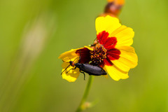 Epicauta atrata