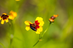 Epicauta atrata