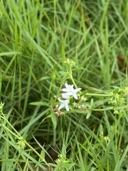 Stenaria nigricans