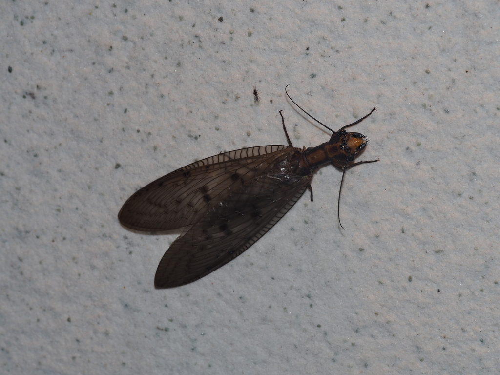 Neoneuromus orientalis