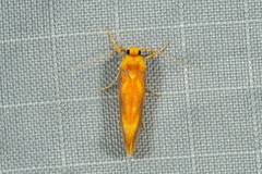 Anticrates mesopercna