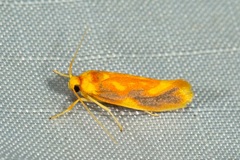 Anticrates mesopercna