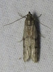 Vitula serratilineella