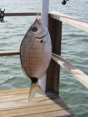 Diplodus holbrookii