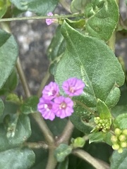 Boerhavia diffusa