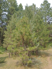 Juniperus occidentalis