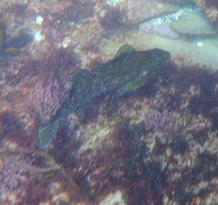 Aplodactylus arctidens