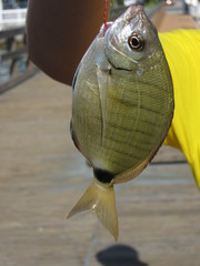 Diplodus holbrookii