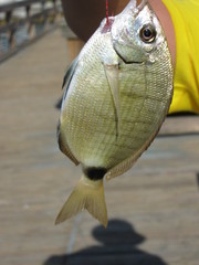 Diplodus holbrookii