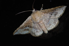 Canaea ryukyuensis
