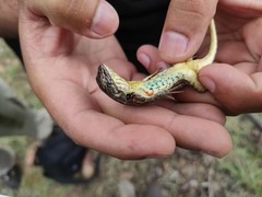 Sceloporus scalaris