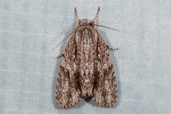 Acronicta