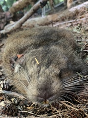 Aplodontia rufa olympica