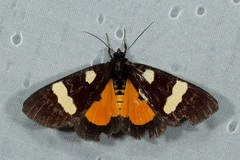 Scrobigera hesperioides